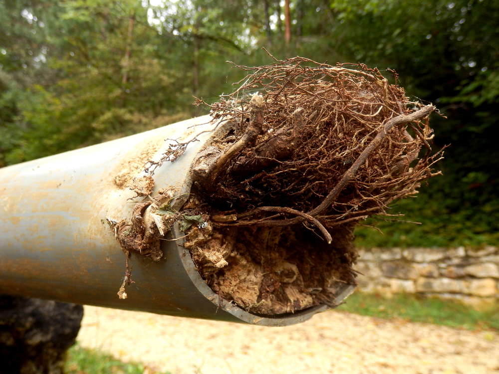 Blocked Drainage Pipe Caused By Tree Roots