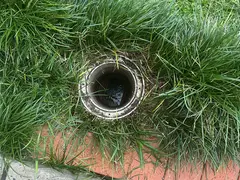 Sewer opening in a lawn at an Illawong home