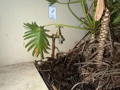 New garden tap in a backyard garden bed in Oyster Bay